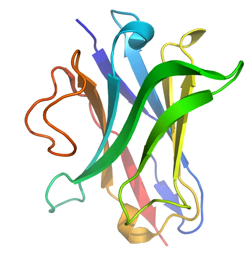 Ribbon structure of a single-domain nanobody (VHH)